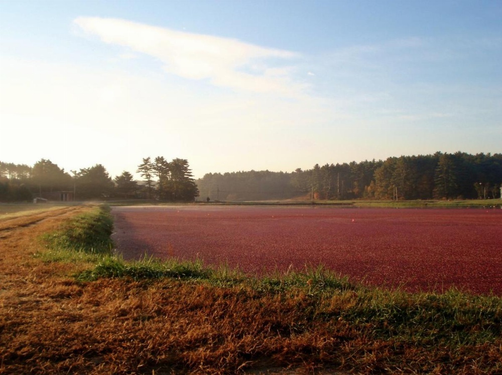 On Cranberry Pond Bed and Breakfast